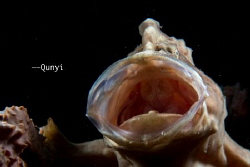 It's a common frogfish. Opening the mouth. Roaring! by Qunyi Zhang 